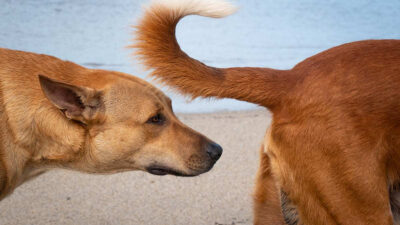 ¿Por qué los perros se huelen la cola?