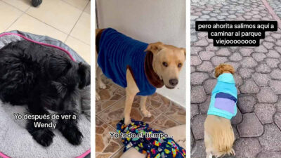Perros viralizan frase de Wendy Guevara en la Casa de los Famosos