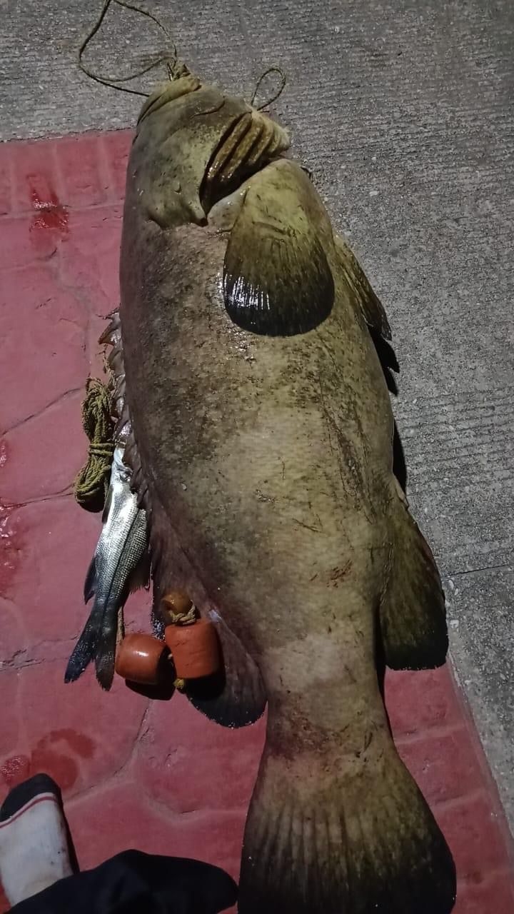 ¡Es enorme! Capturan pez Cherna de 60 kilos en Coatzacoalcos, Veracruz