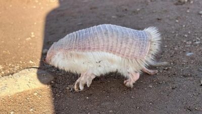 Hallan animal pocas veces visto