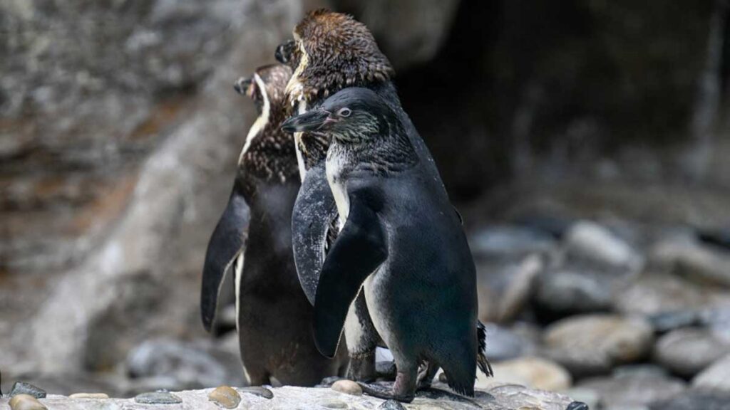 Tristes imágenes: van 2 mil pingüinos aparecen muertos en las costas de Uruguay