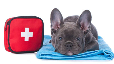 Qué debe contener un botiquín de emergencias para tu mascota