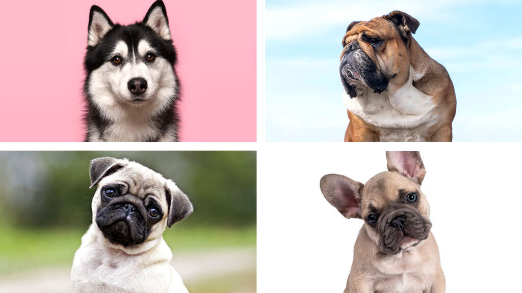 Bulldog y Husky: razas de perros que los veterinarios nunca tendrían