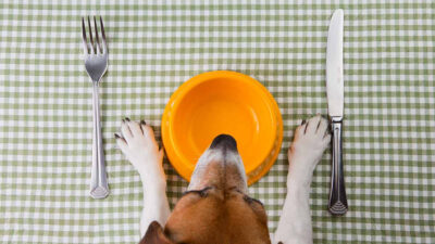 Restaurante Pet Friendly crea menú exclusivo para mascotas estos son los platillos que ofrece