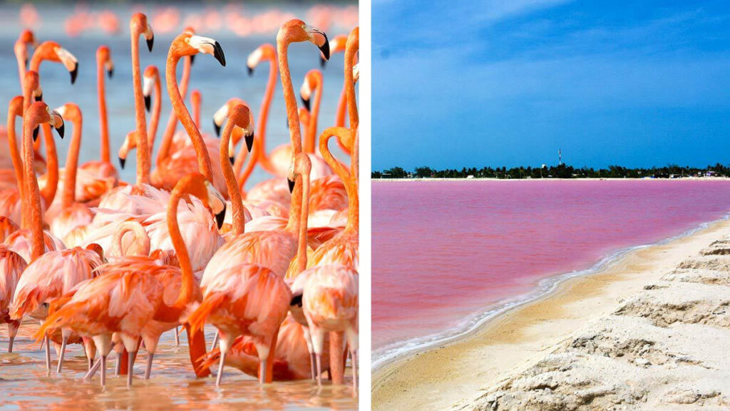 lago rosa destinos rosados mexico