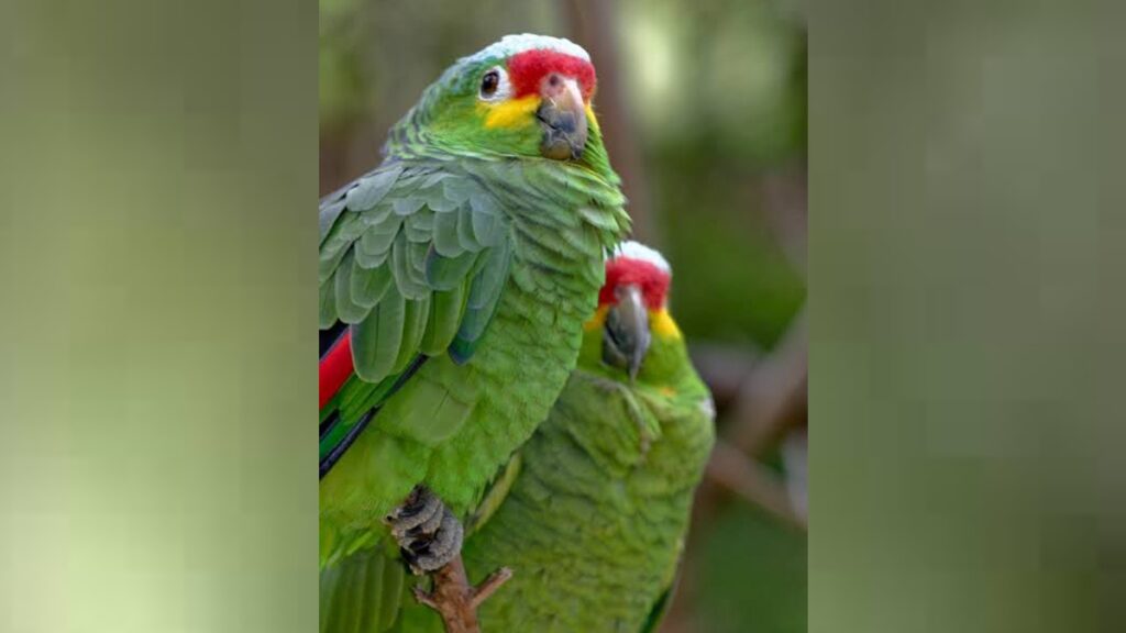 Roban siete aves del ZooMAT en Chiapas