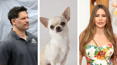 Sofía Vergara y Joe Manganiello anunciaron su divorcio pero la custodia de su perro Bubbles ha retrasado el trámite.