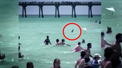 Tiburón sorprende a bañistas en playa de Florida, Estados Unidos