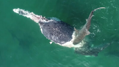 Tiburones: captan festín mientras devoran cadáver de una ballena