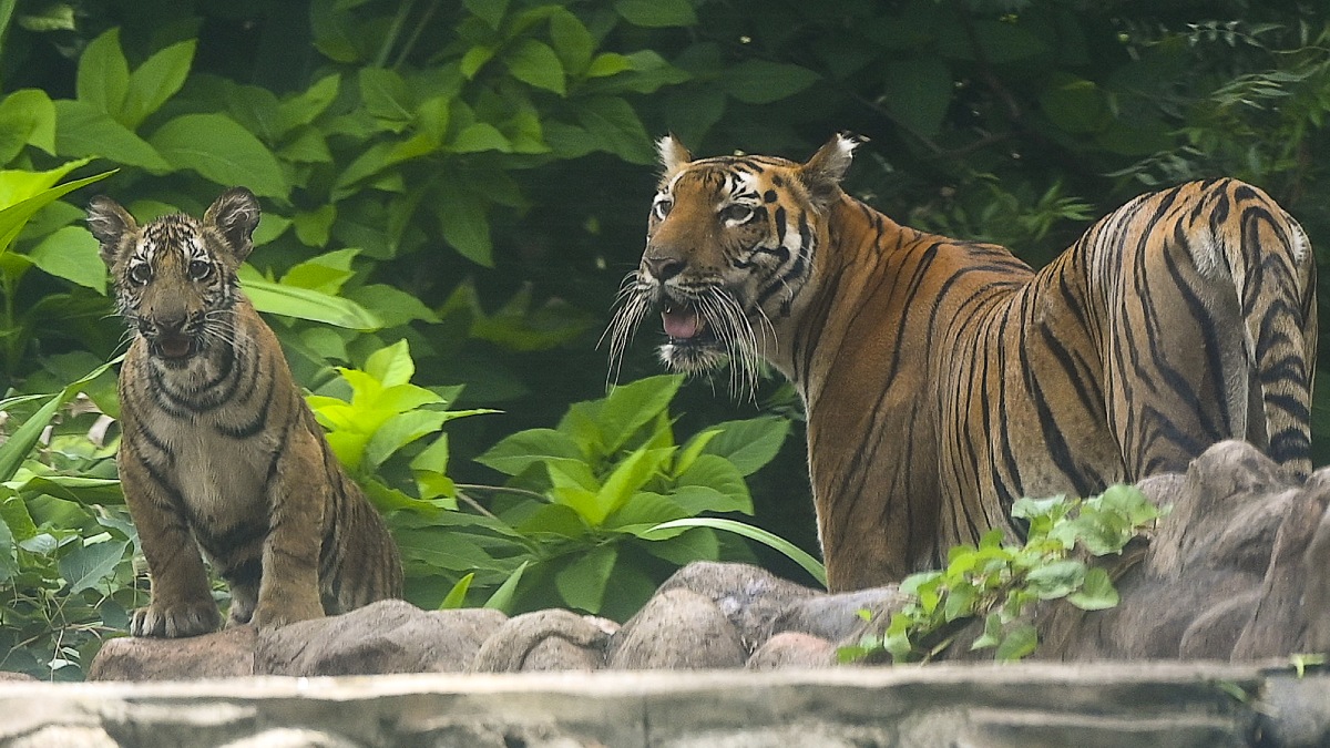 Ya son muy pocos: población de tigres en India en peligro de extinción: ¿cuántos ejemplares quedan?