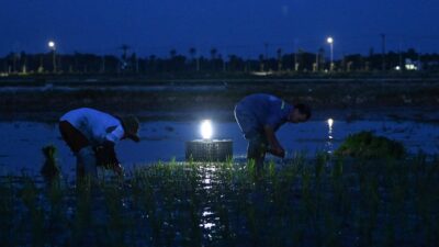 Agricultores en Vietnam sembrando arroz en la madrugada para escapar del calor