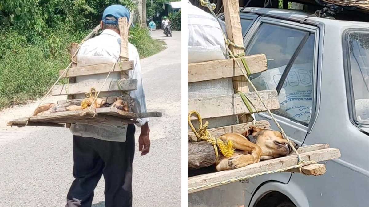 Abuelito carga en su espalda a su perrita recién operada en transportadora que él hizo con palos de madera. Eso es amor 