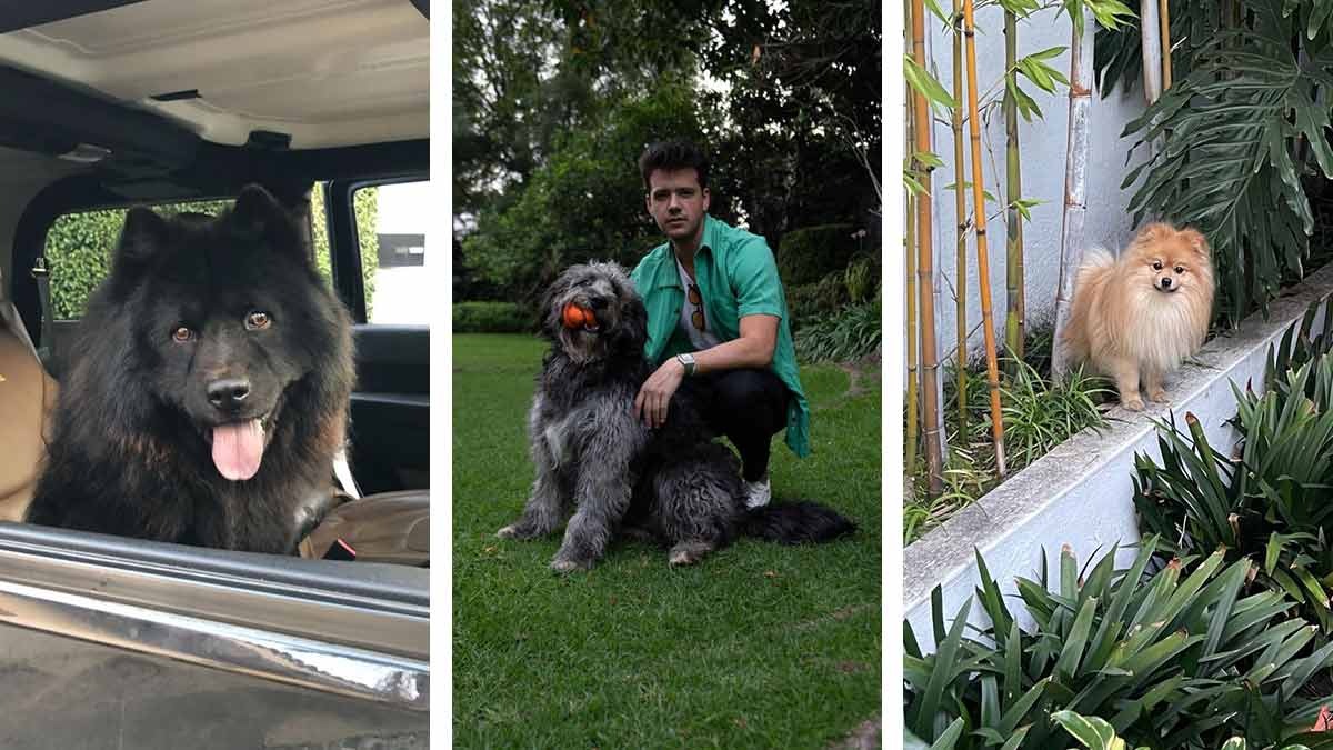 “Los perros son mi soporte emocional”: Axel Muñiz nos presentó a los miembros caninos de esta talentosa familia 