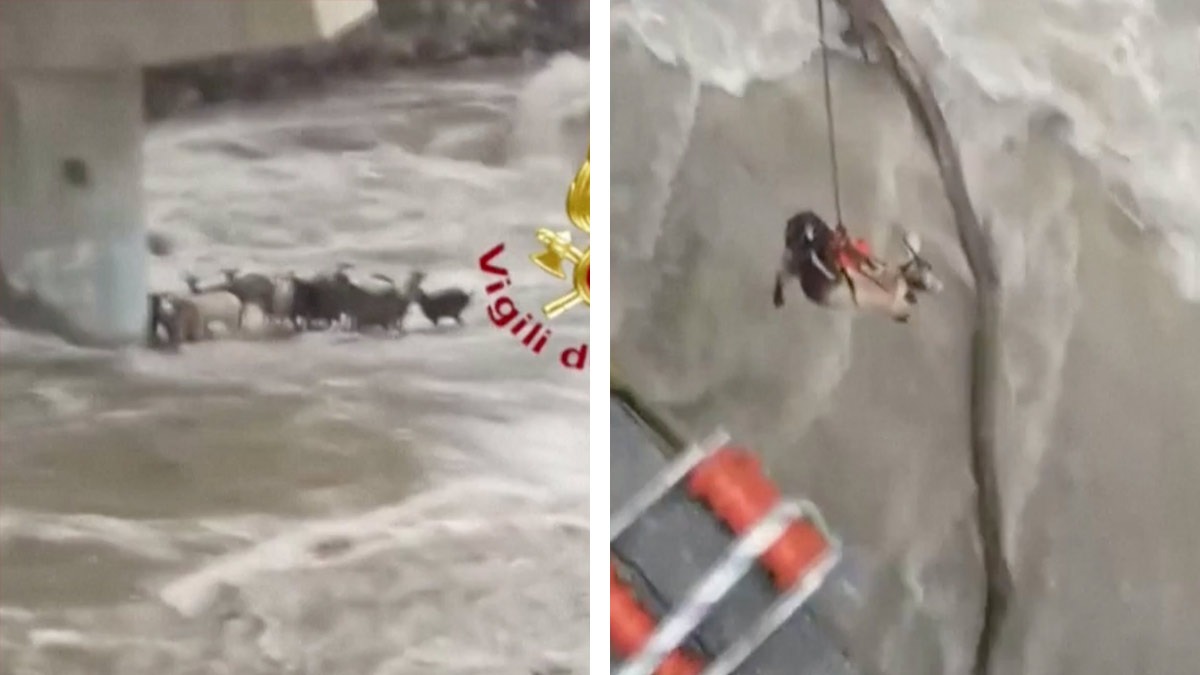 Cabras atrapadas por la corriente de un río en Italia son rescatadas por bomberos