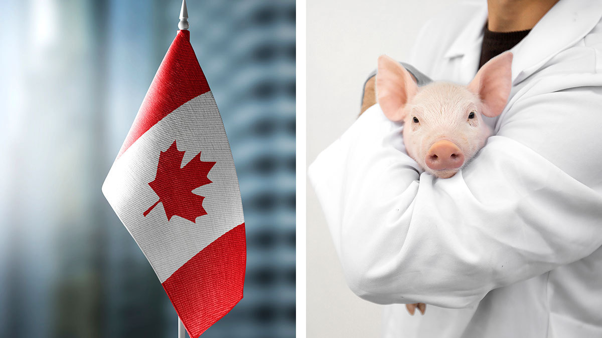 Canadá ofrece trabajo como criador de animales a mexicanos por 45 mil pesos mensuales