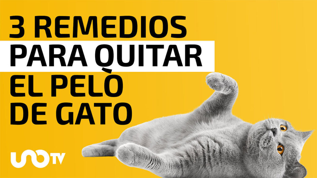 Cómo quitar el pelo de gato de ropa y muebles