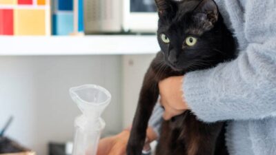 Cómo saber si un gato tiene asma