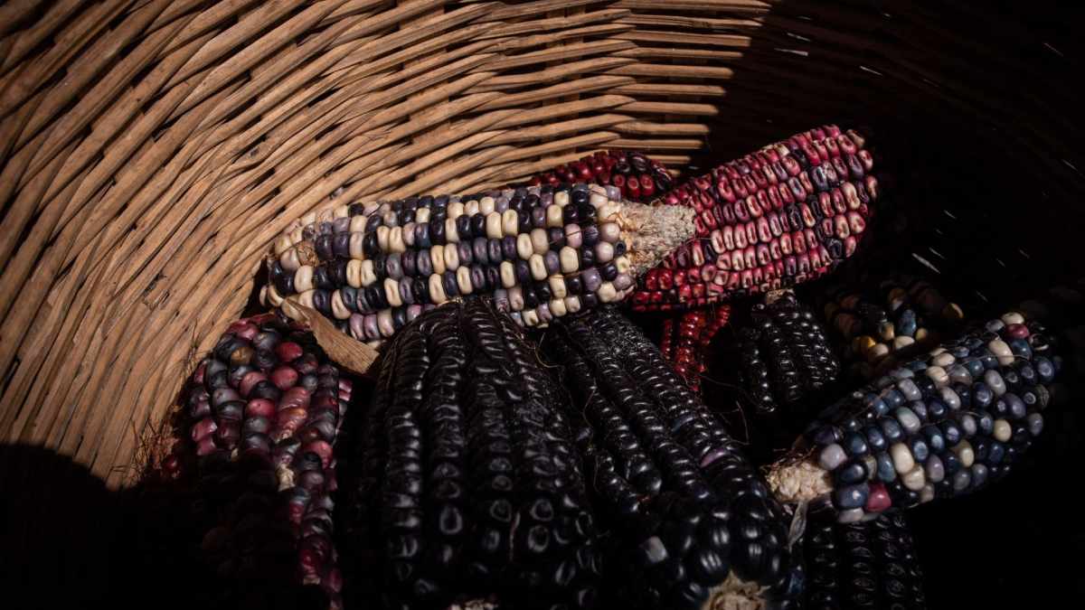 México, preparado para discutir con EU sobre maíz transgénico: Economía