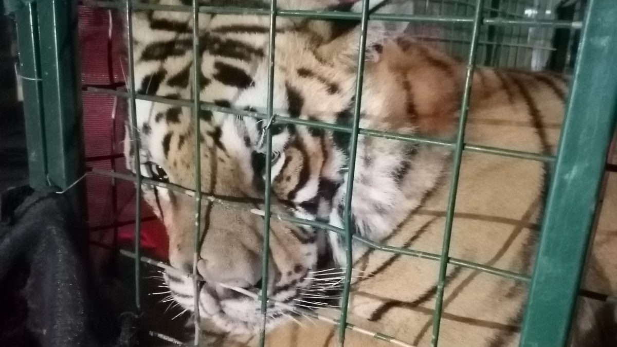 Suelto y muy campante por la calle: aseguran un tigre de Bengala en Tlaquepaque, Jalisco
