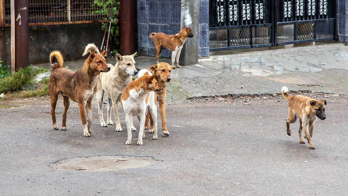Esterilización masiva en Valle de Chalco: únete al Ejército Patitas y apadrina a un perro callejero