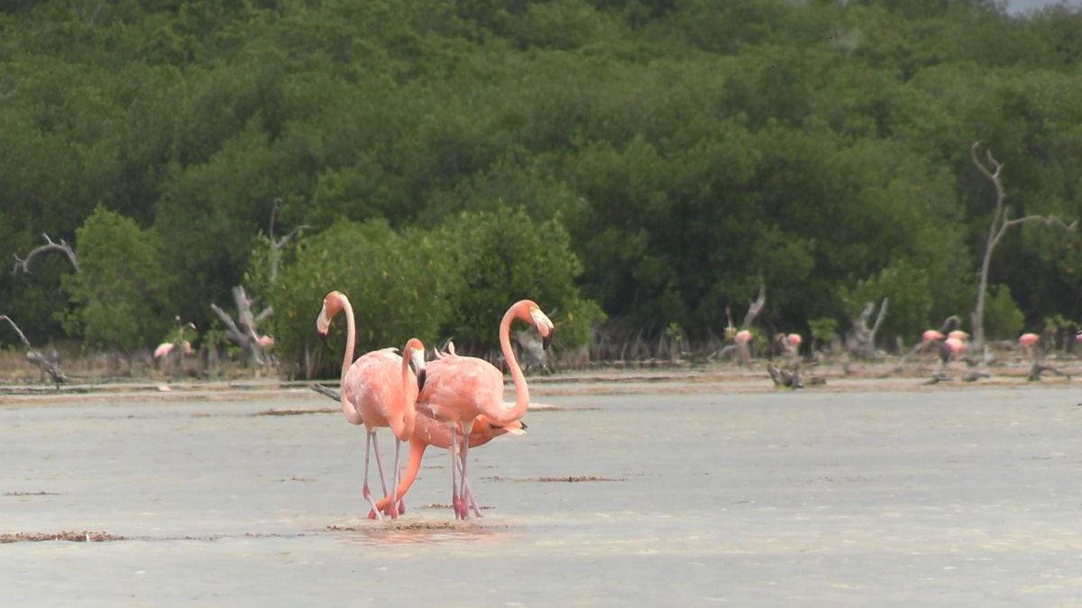 Yucatán se tiñe de rosa: conoce el majestuoso espectáculo de miles de flamencos