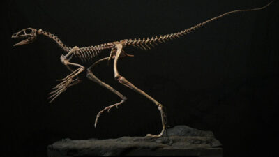Un fósil de Venetoraptor gassenae podría ser clave para definir el origen de los dinosaurios