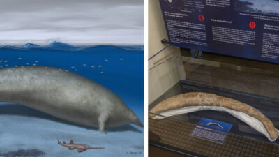 Una ballena ancestral podría ser el animal más pesado de la historia