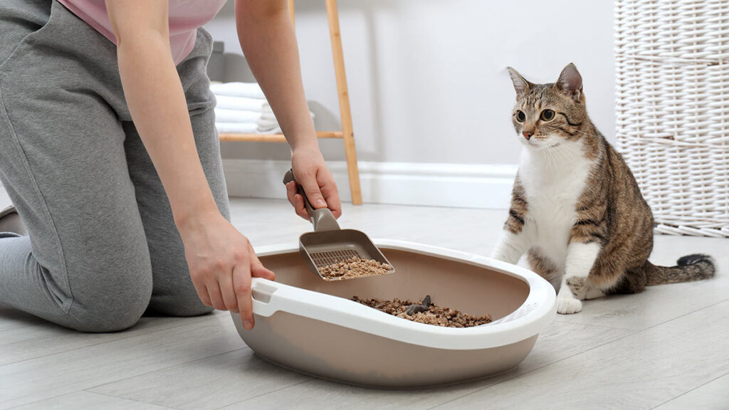 Riesgos para la salud de no limpiar bien el arenero de tu gato