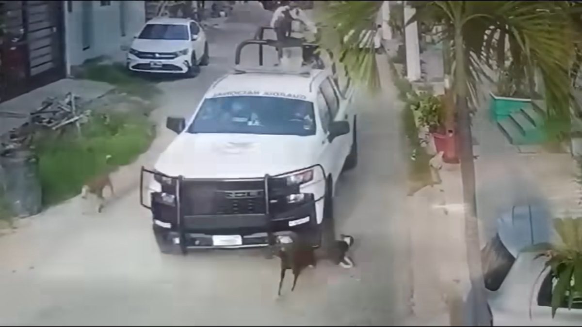 Fuerte video: Guardia Nacional atropella a dos perros en Acapulco, Guerrero