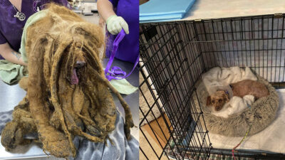Conmociona rescate de perrito Pierre: cargaba más de 3 kilos de pelo enmarañado