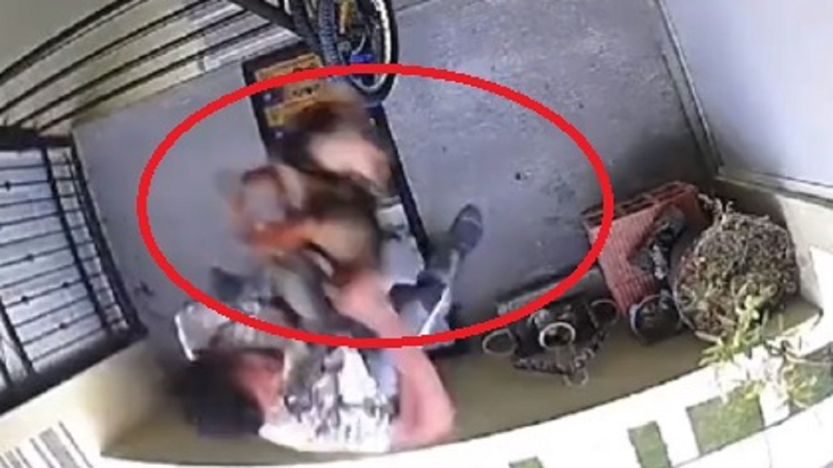 ¡Indignante! Hombre patea y arroja a perro de un tercer piso en Huejotzingo, Puebla