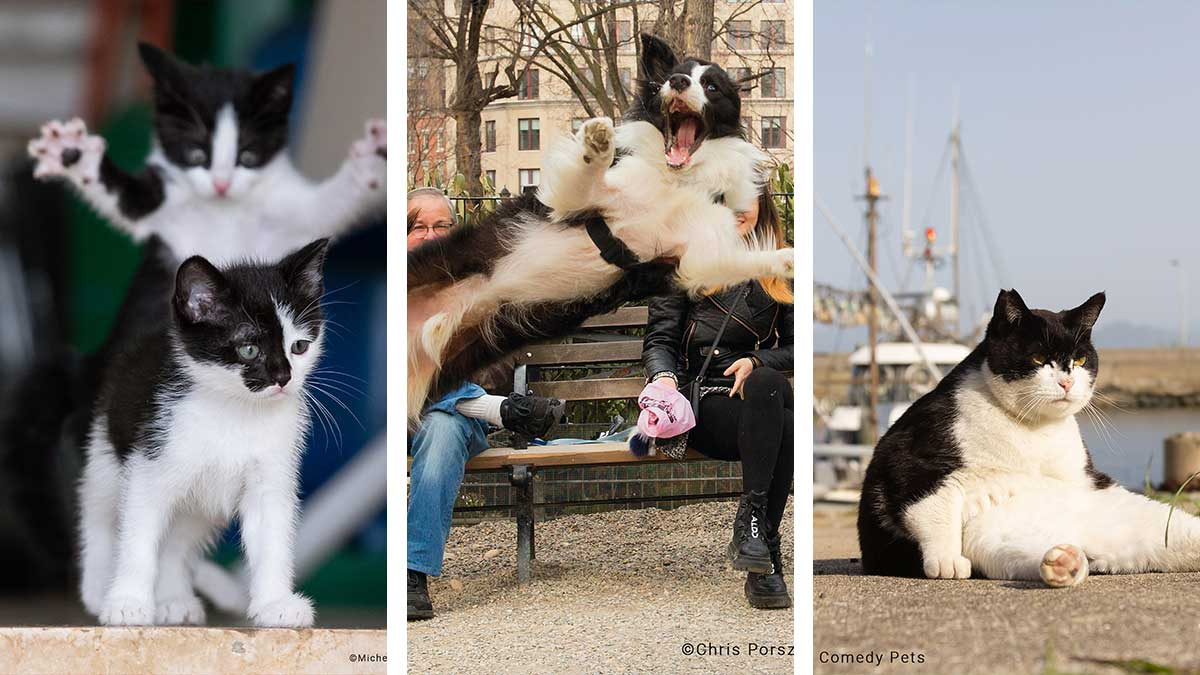Esta es la foto más graciosa de mascotas según los Comedy Pet Photo Awards