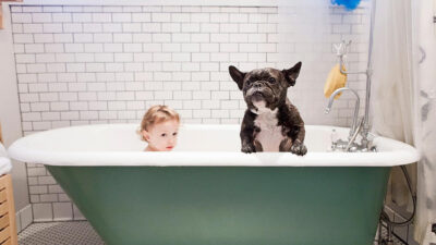 Estas son las razas de perro que aman bañarse; no batallarás para bañarlos