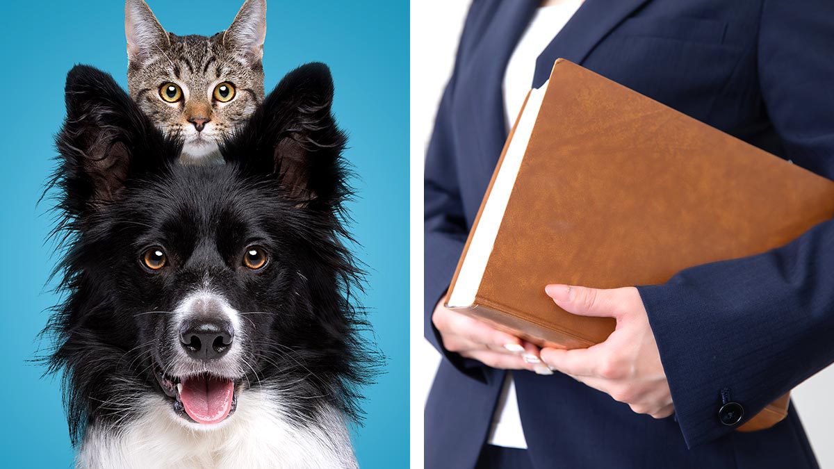 ¿Tu mascota llevaría tus apellidos? Senadores proponen incorporarlas al Registro Civil