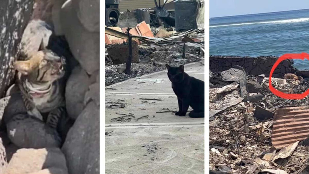 Mascotas también sufren heridas y quemaduras por los incendios en Maui