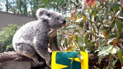 Matilda Koala Predice Australia Mundial Femenil
