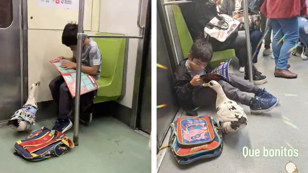 Niño y su pato mascota son captados en el metro de la CDMX y las redes no pueden con tanta ternura