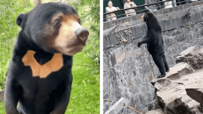 Conoce al oso malayo, la especie que levantó la confusión por ejemplar en zoológico de China