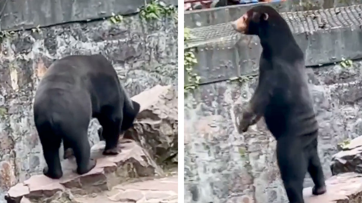 Zoológico chino niega que uno de sus osos sea un humano disfrazado
