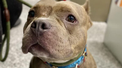 TicTac: perra adoptada es devuelta; foto de su cara triste se viraliza