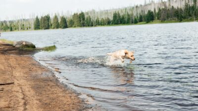Amor de madre: Perrita se lanza a río para rescatar a su cachorro
