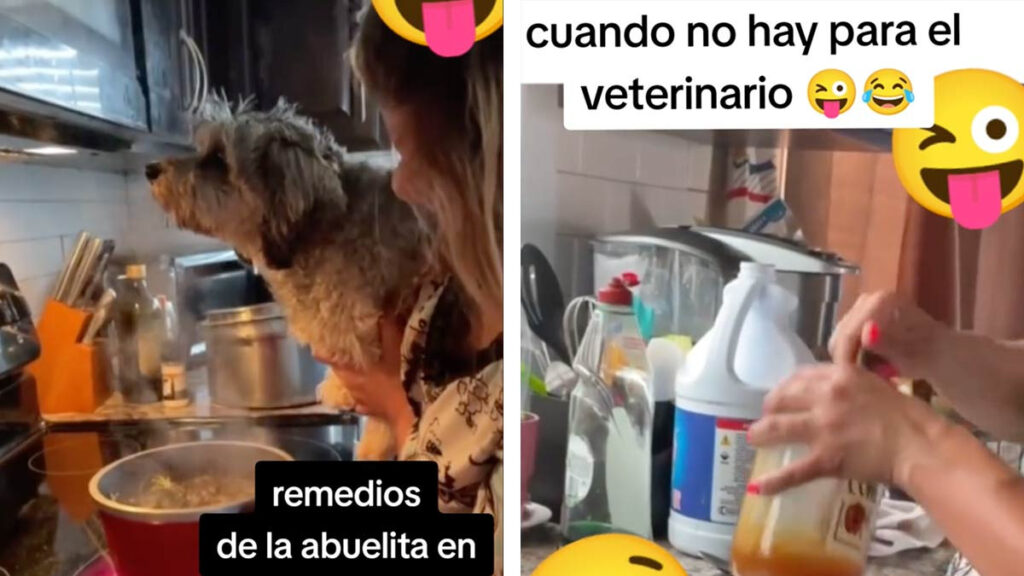 perrita vaporizaciones miel limón resfrío