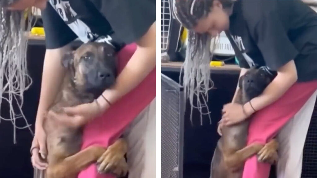 Perrito Adoptado Abraza Mujer A