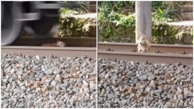 Perrito en vías de tren