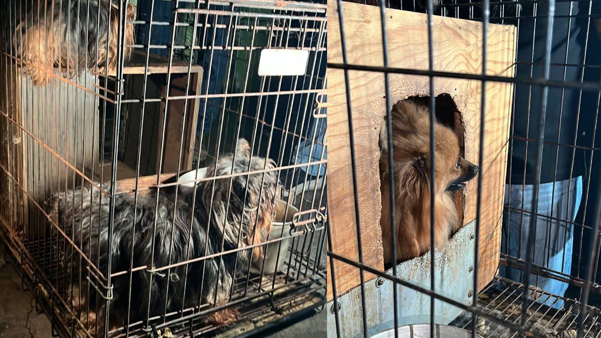 Rescatan a 31 perros maltratados en presunto criadero clandestino en Ecatepec