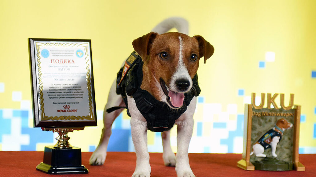 “Patrón” el perro que enseña niños a mantenerse a salvo de minas u explosivos en Ucrania es homenajeado por Unicef