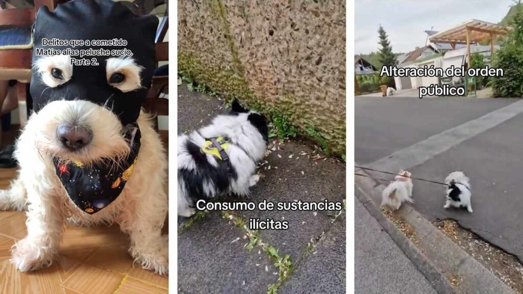 perro malo delincuentes peludos