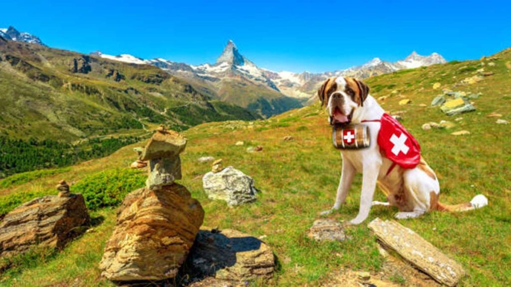 Perro Suiza
