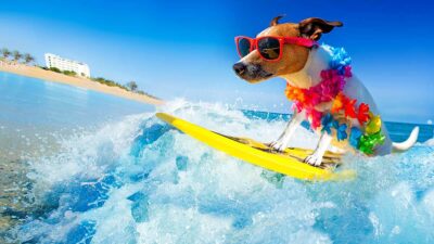 California organiza campeonato mundial de surf para perros