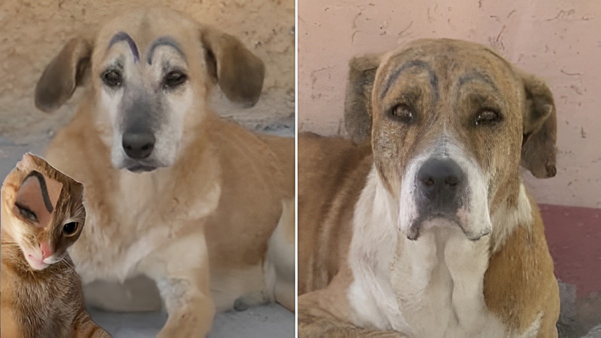 Mala broma: pintan cejas a perros callejeros de Torreón, Coahuila